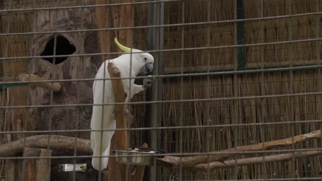 Loro-Cacatúa-Blanca-En-Una-Jaula-Comiendo-Una-Nuez