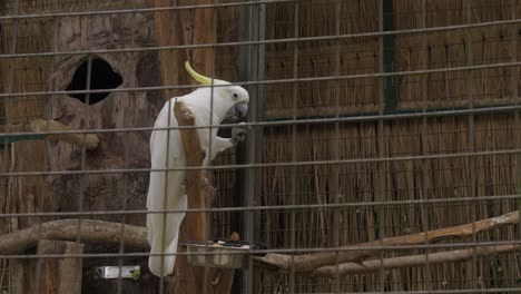 loro cacao blanco en una jaula comiendo una nuez