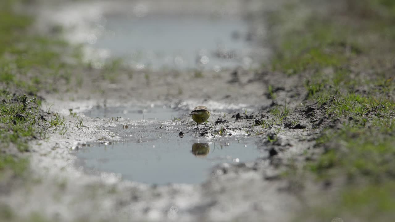 Shallow focus on small bird reflecting in water amidst greenery, tranquil nature scene