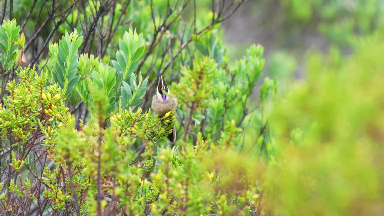 Close up footage of the Chivito de Páramo Oxypogon lindenii perched in the Colombian páramo showing endemic high mountain hummingbird species in its natural habitat