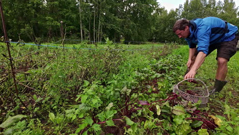 man-working-in-vegetable-garden,-self-sufficient-agriculture
