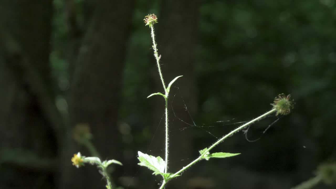 Wood avens, herb Bennet, colewort, St Benedict's herb, Geum urbanum, Nelkenwurz, Bennet's herb, wild herb, leaves