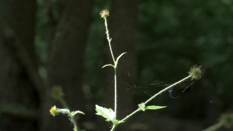 wood avens, herb bennet, colewort, st benedict's herb, geum urbanum, nelkenwurz, bennet's herb, wild herb, leaves