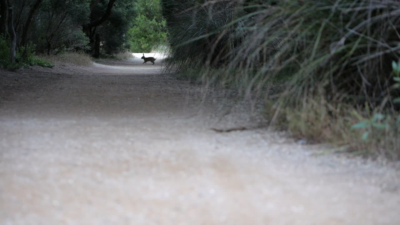 호주 해변 근처의 뒤틀린 무나 나무 숲에서 길을 건너는 토끼