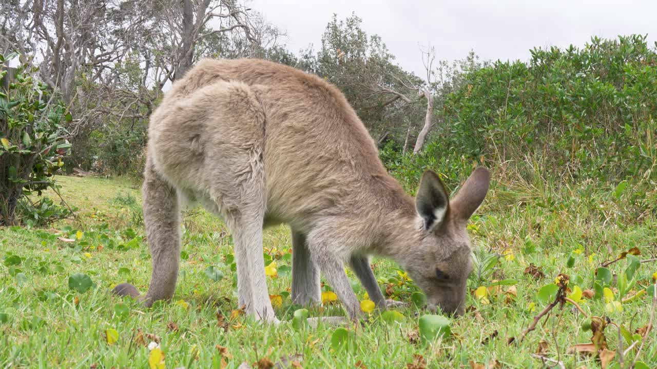 Slow motion landscape of small kangaroo animal mammal eating grass in natural bushland fields environment with trees in National Park on mid-north coast Australia wildlife marsupial travel tourism