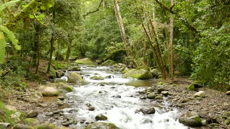 beautiful creek cascading down the jungle floor surrounded by mossy trees and a beautiful river bed