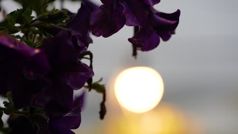 purple flower and garden decorative lamp illuminated in the rain: beautifully lit for evening event decoration