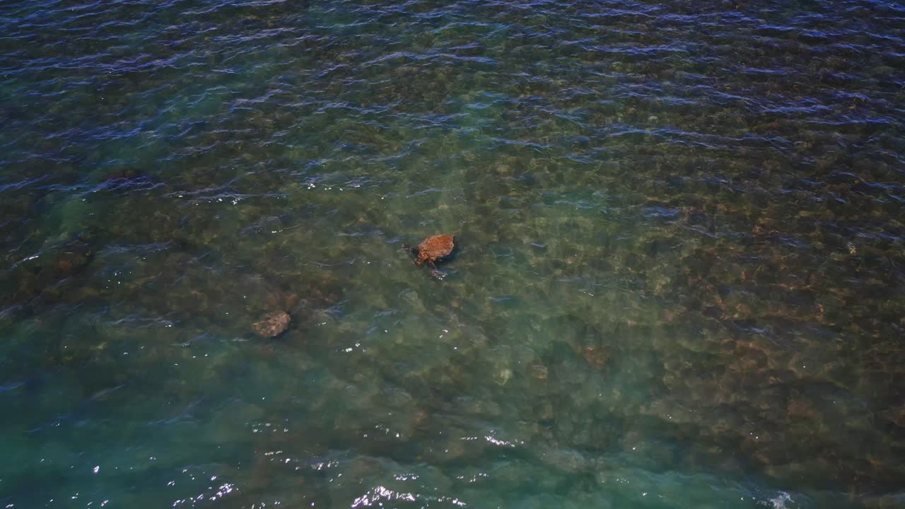 Aerial of couple green sea turtle swim in turquoise water coral reef