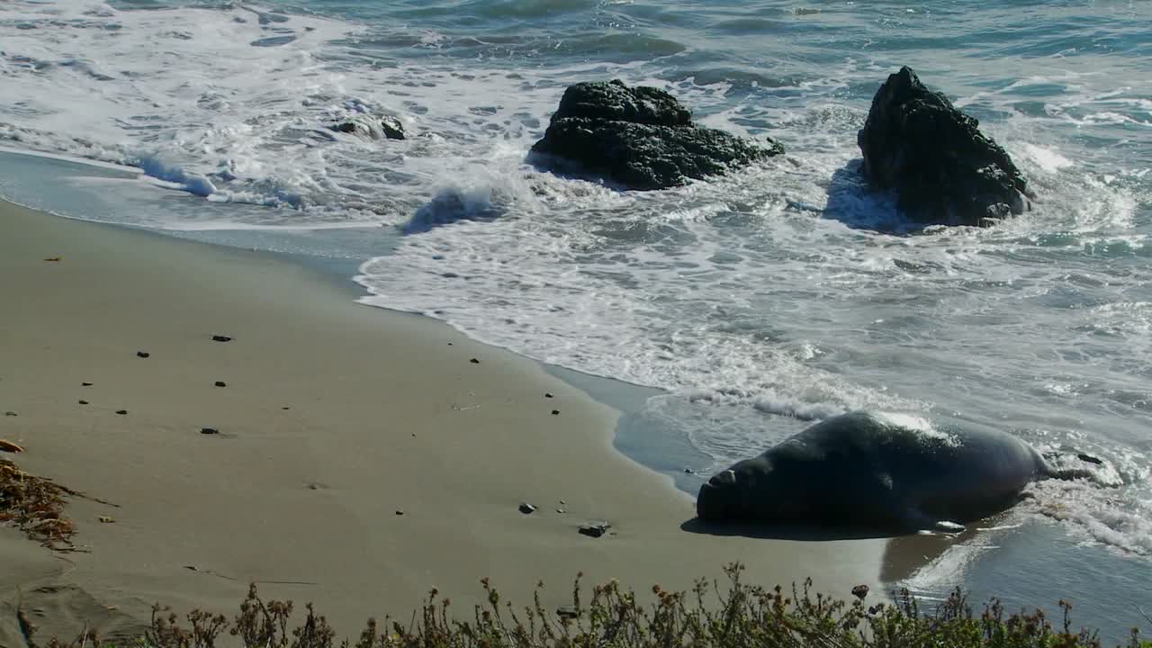 코끼리 바다표범이 파도에 누워 있다