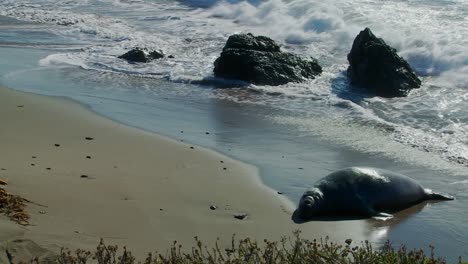 an elephant seal lies in the surf