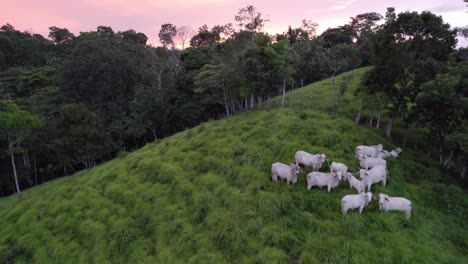 muñeca aérea volando sobre vacas pastando en una colina verde rodeada de bosques en un colorido atardecer en costa rica