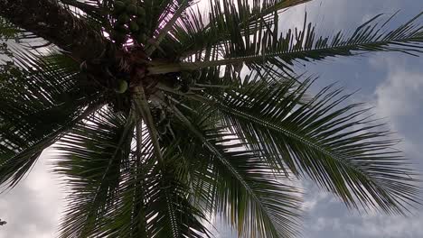 nadir view of a palm tree as the camera turns