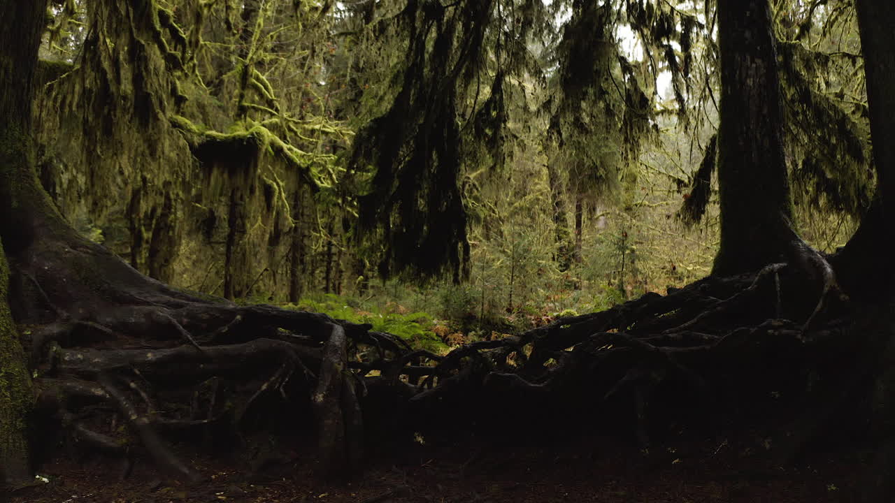 bosques verdes exuberantes de crecimiento antiguo con tronco de enfermera en el bosque tropical hoh en el estado de washington, parque nacional olímpico, estados unidos