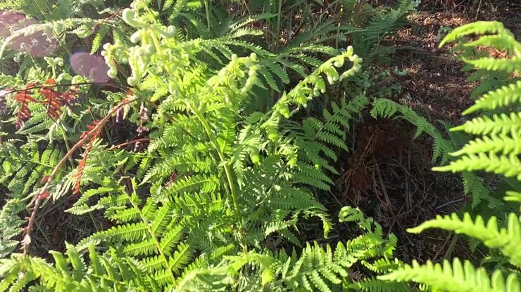 Slow Motion: Athyrium Filix-femina, felce dalle foglie verde brillante con spore sulla pagina inferiore. Si propaga tramite rizoma e spore. È comunemente coltivata come pianta ornamentale