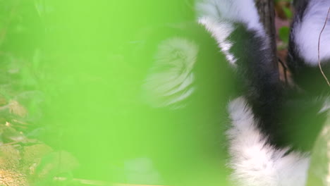 Black-And-White-Ruffed-Lemur-Resting-On-The-Ground-Behind-The-Green-Leaves-In-A-Small-Nature-Park-In-Singapore---Medium-Shot