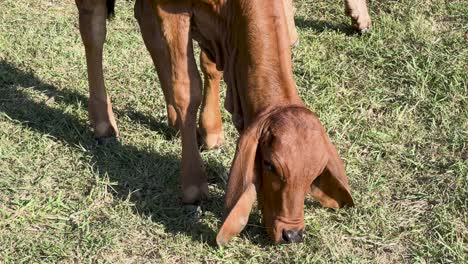 vacas pastando pacíficamente en la hierba verde exuberante