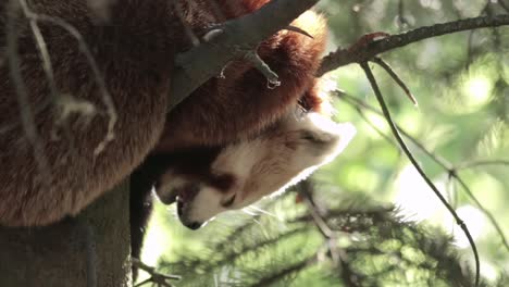 close up of red panda resting on a tree