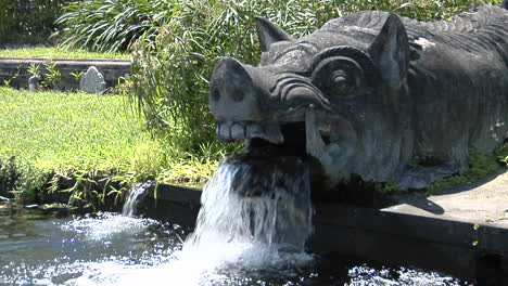 water pours from the mouth of a boar statue at a water temple in bali