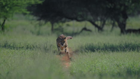 cheetah running in the savannah