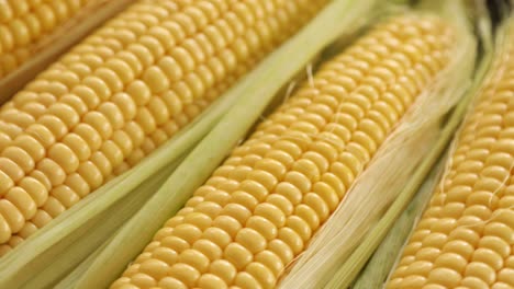 raw half peeled sweet corn cob rotating 3