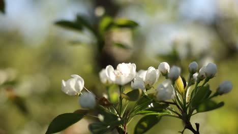 footage-of-blossoms-waving-in-the-wind-on-a-tree