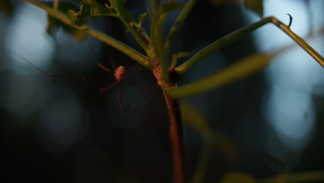 handheld close up shot of a harvestman on a small tree branch