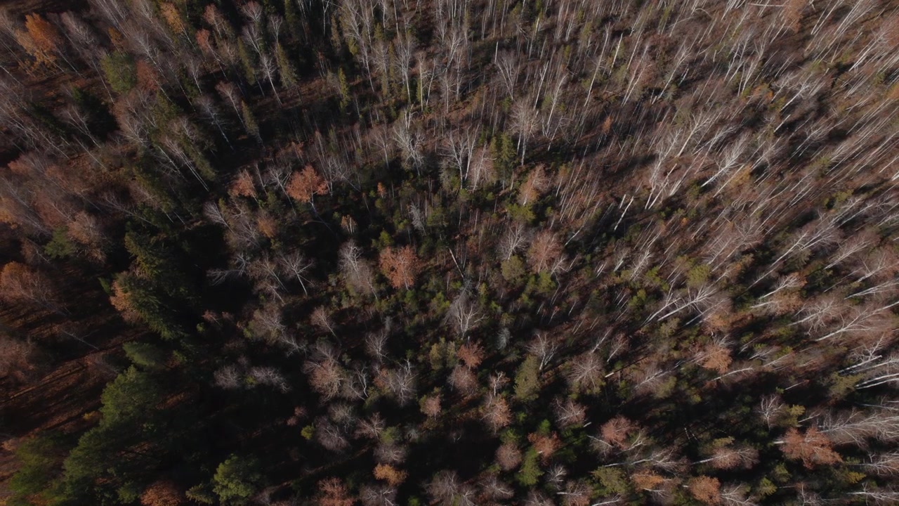 Drone closeup over colorful autumn forest canopy in the Ural mountains, Russia