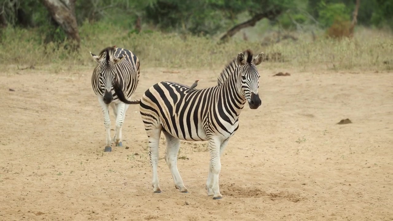 Due zebre di Burchell che camminano sulla sabbia prima di fermarsi per osservare l'ambiente circostante, Riserva di caccia di Mkuze