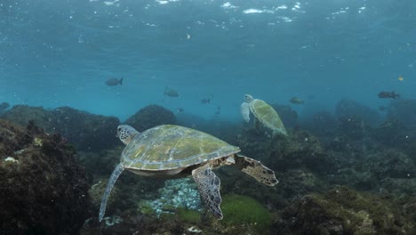 two small sea turtles floating mid water moving gently with the ocean waves