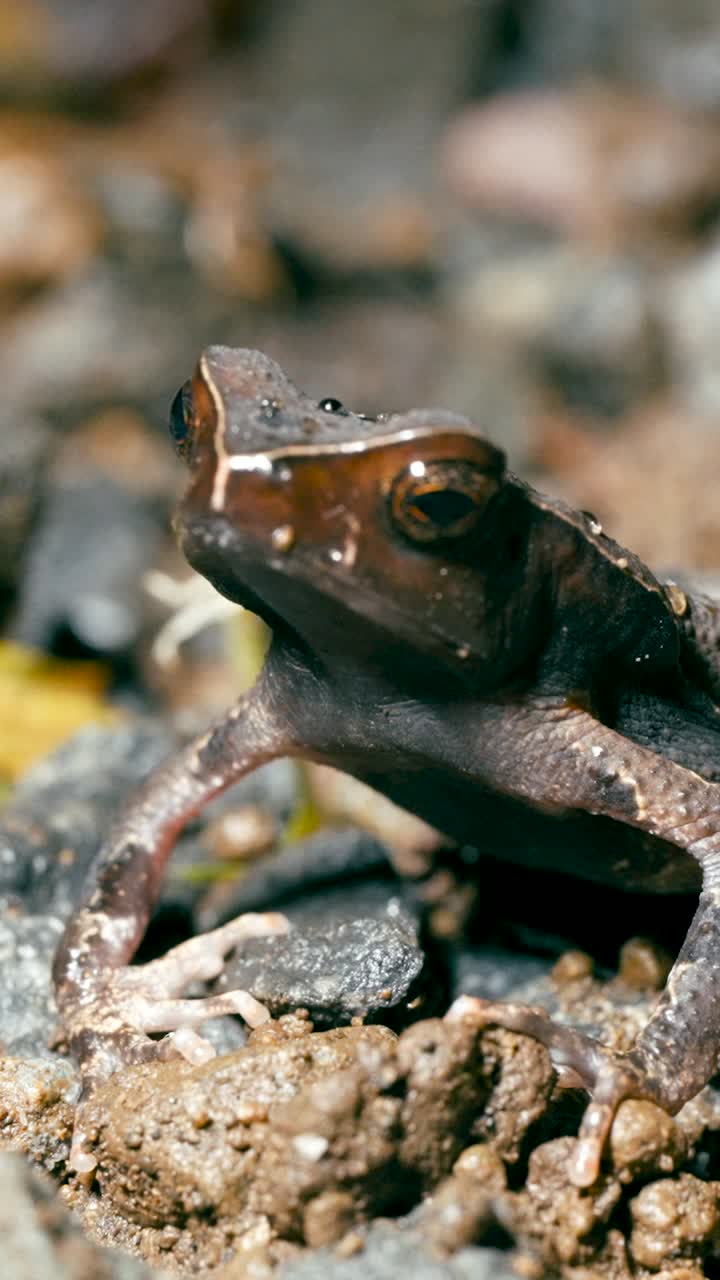 Close-up of a Frog