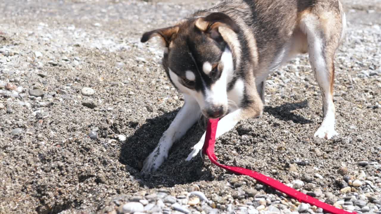Close up, 4x slow motion 100fps footage, half breed, young age, Husky dog, digging on pebble and sand beach, full of joy pleasure