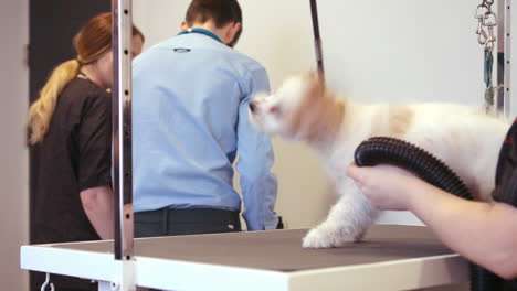 groomer drying a dog