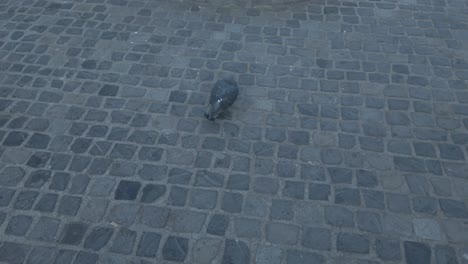 following a pigeons in a public square