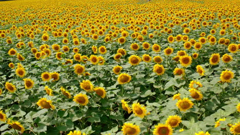 big sunflower plantation in summertime. beautiful yellow agriculture plants for seed and oil production. blooming bright sunflowers background.