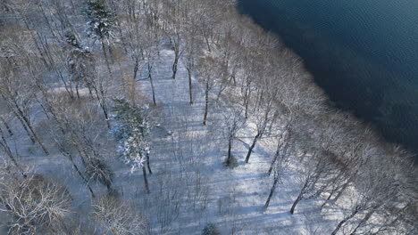 aerial view of a serene winter landscape, snowy trees beside a calm lake