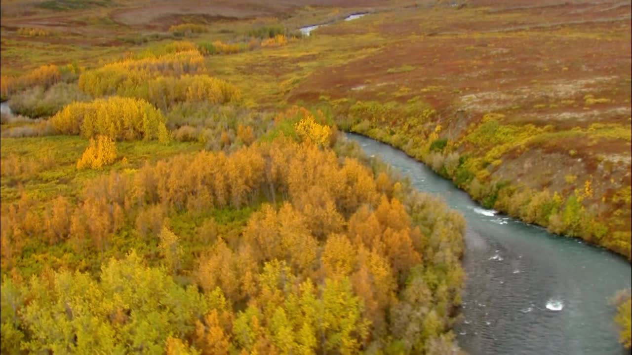 toma aérea del bosque de alaska