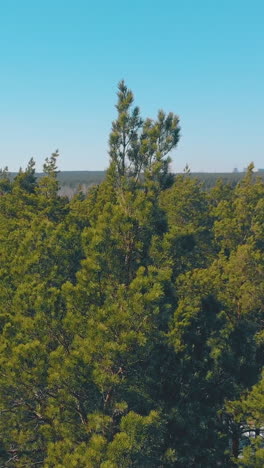 picturesque high pine tree tops in green dense forest against blurry buildings on horizon aerial view