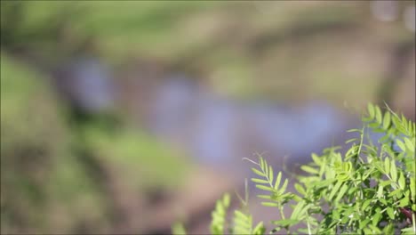 tranquil stream and lush greenery