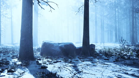 magic and foggy morning spruce forest