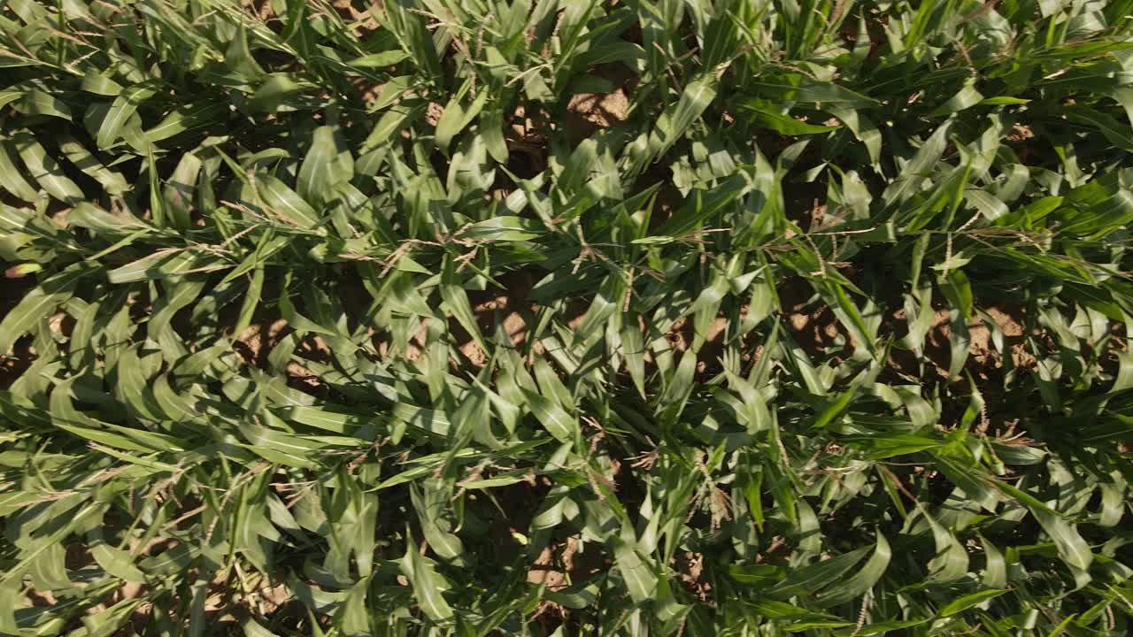 bajo vuelo vertical sobre tiro de un maizal verde en la luz del sol
