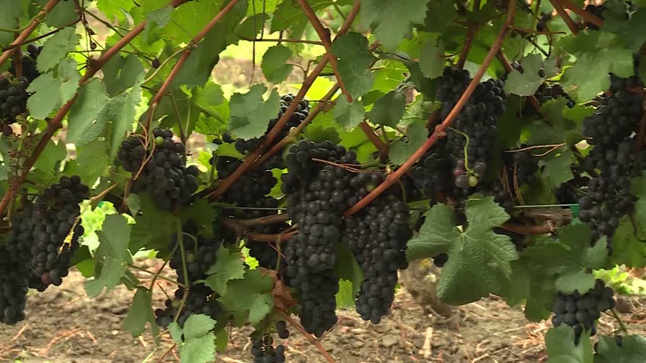 uvas de viñedo en una bodega