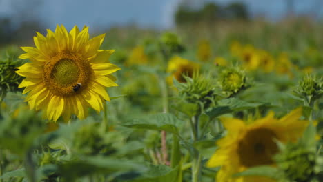 Große,-Niedliche-Und-Flauschige-Hummel,-Die-Nektar-Von-Einer-Gelben-Sonnenblume-Auf-Einer-Schwedischen-Wiese-Sammelt,-Umgeben-Von-Tonnen-Anderer-Köstlicher-Sonnenblumen