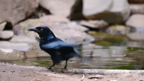 Der-Haarhauben-Drongo-Oder-Ist-In-Asien-Ein-Vogel-Aus-Der-Familie-Der-Dicruridae,-Der-Mit-Dicrurus-Bracteatus-Oder-Spangled-Drongo-Konspezifisch-War,-Bei-Dem-Es-Schwierig-Sein-Kann,-Ihn-Voneinander-Zu-Unterscheiden