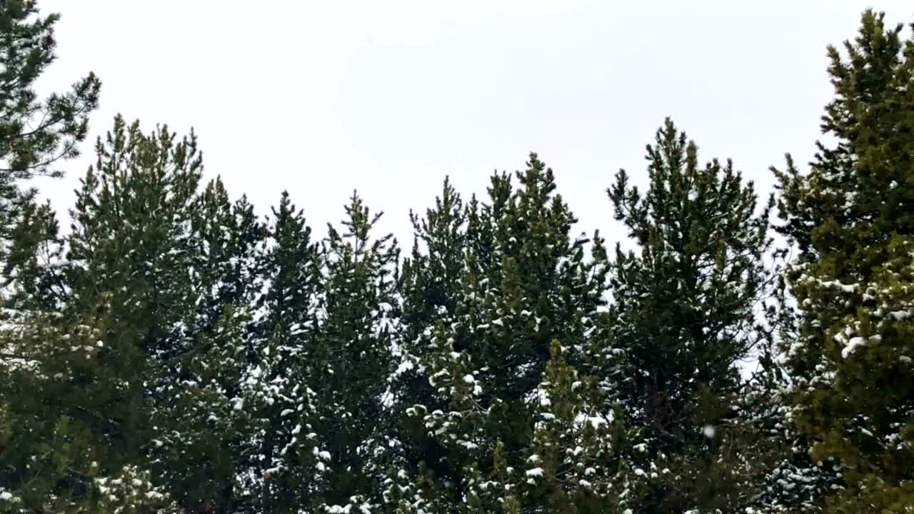 나무에 떨어지는 무거운 눈의 4k 느린 동작