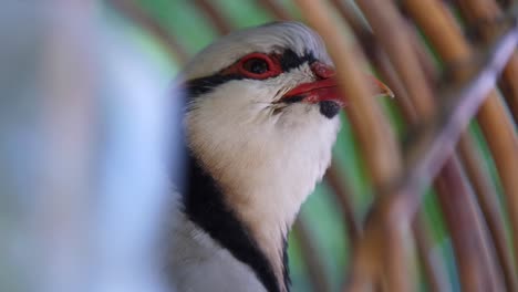 Vogel-Im-Weidenkäfig-Cu