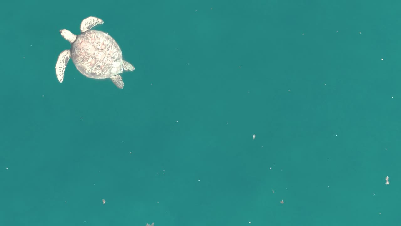 Top View Of Green Sea Turtle Surfacing Over Lagoon Of Moorea, French Polynesia