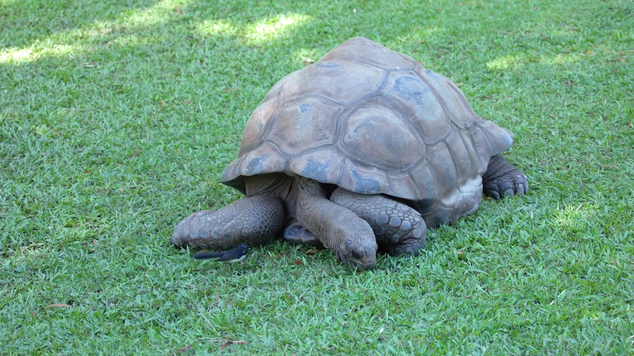 A large Aldabra giant tortoise grazes on green grass under bright natural daylight outdoors