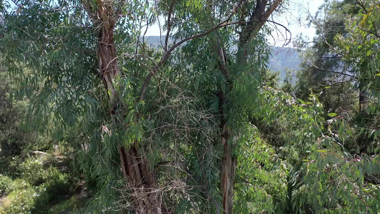 vuelo ascendente con un efecto sorpresa con un árbol de eucalipto en primer plano y el descubrimiento de un embalse con algunas montañas y bosques en una tarde soleada con un cielo azul en ávila, españa