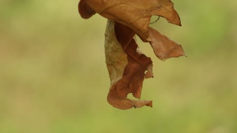 Hängendes-Trockenes-Blatt-Auf-Grünem-Hintergrund