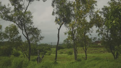 gentle breeze through scattered trees with lush grassland and low hills in the background